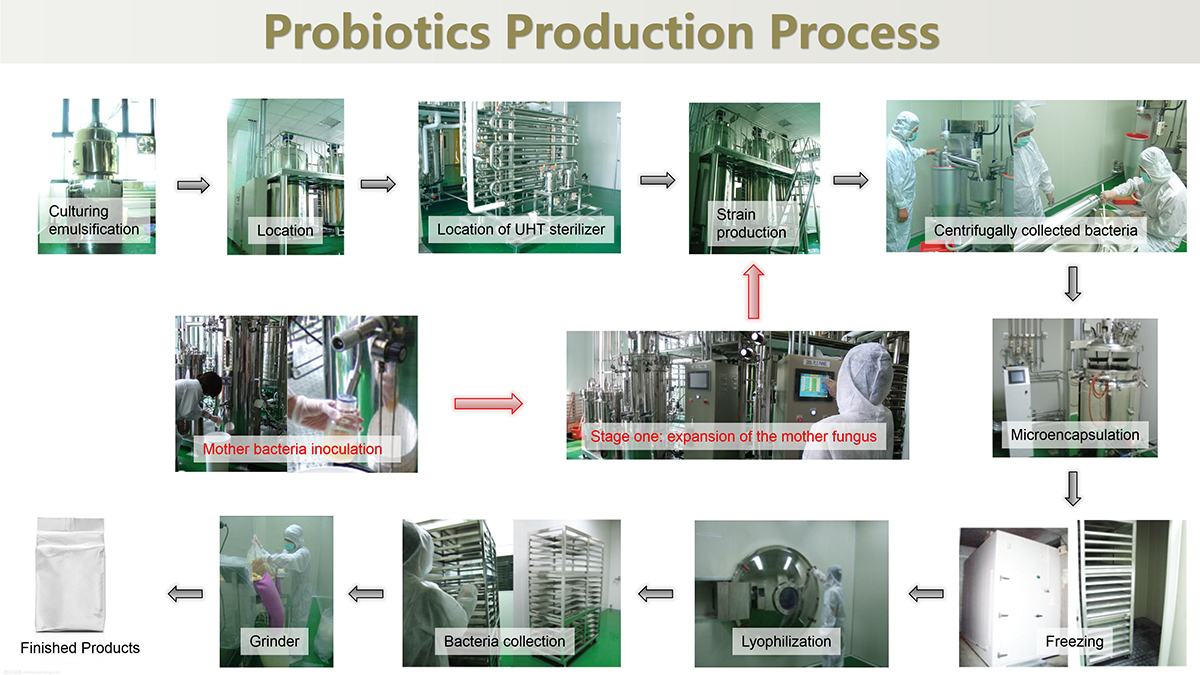 Probiotics production process