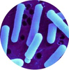 Lactobacillus Reuteri