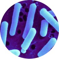 Lactobacillus Reuteri