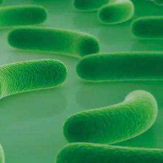 Monostrain Probiotics Powder Food Grade Lactobacillus Acidophilus
